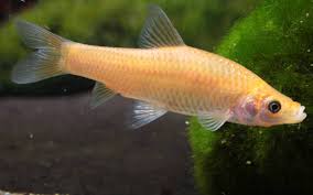 Image result for Pseudomyxus capensis