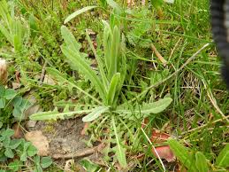 Attēlu rezultāti vaicājumam “Arabis glabra”