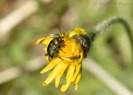 Attēlu rezultāti vaicājumam “Cryptocephalus aureolus, Cryptocephalus sericeus”
