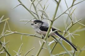 Attēlu rezultāti vaicājumam “Aegithalos caudatus adult”