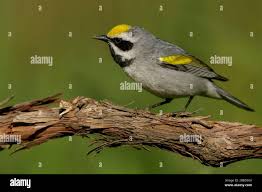 Image result for Vermivora chrysoptera