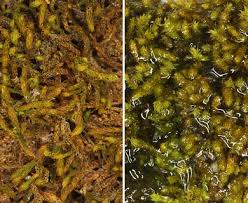 Attēlu rezultāti vaicājumam “Brachythecium”