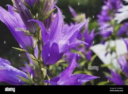 Attēlu rezultāti vaicājumam “Campanula latifolia”