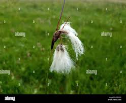 Attēlu rezultāti vaicājumam “Eriophorum angustifolium flower”