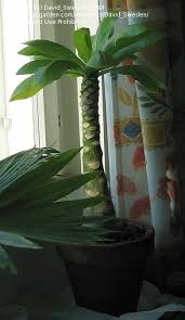 Image result for buaaambulancia