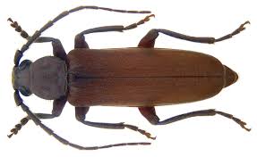 Attēlu rezultāti vaicājumam “Criocephalus rusticus”