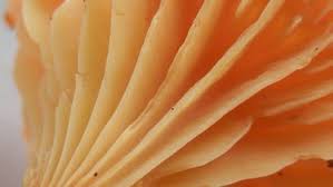 Attēlu rezultāti vaicājumam “Hygrocybe cantharellus”