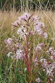 Attēlu rezultāti vaicājumam “Dianthus arenarius bud”
