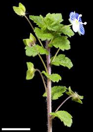 Attēlu rezultāti vaicājumam “Veronica persica flower”
