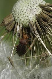 Attēlu rezultāti vaicājumam “Rhopalus maculatus imago”