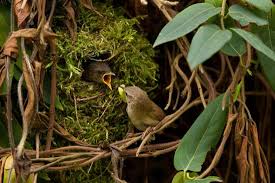 Attēlu rezultāti vaicājumam “Troglodytes troglodytes nest”