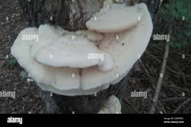 Attēlu rezultāti vaicājumam “Climacodon septentrionalis”