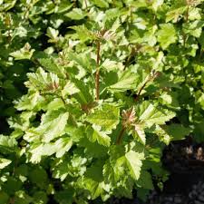 Attēlu rezultāti vaicājumam “Ribes alpinum leaf”
