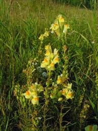 Attēlu rezultāti vaicājumam “Linaria vulgaris bud”