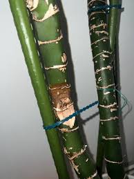 Attēlu rezultāti vaicājumam “Diachea muscorum stalked”