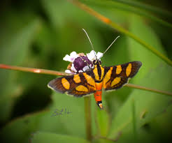 Attēlu rezultāti vaicājumam “Crambidae”