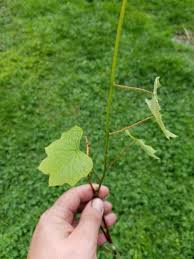 Attēlu rezultāti vaicājumam “Menispermum dauricum leaf”