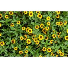 Image result for Sanvitalia procumbens