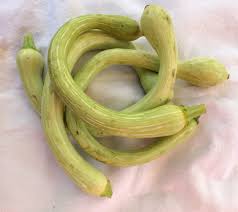 Image result for tromboncino