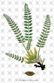 Attēlu rezultāti vaicājumam “Astragalus danicus leaf”