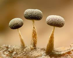 Attēlu rezultāti vaicājumam “Physarum psittacinum young”