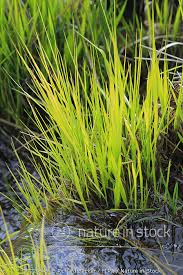 Attēlu rezultāti vaicājumam “Molinia caerulea leaf”