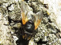 Attēlu rezultāti vaicājumam “Mesembrina meridiana”