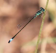 Attēlu rezultāti vaicājumam “Ischnura elegans”