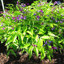 Attēlu rezultāti vaicājumam “Lathyrus vernus”