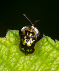 Attēlu rezultāti vaicājumam “Tortula lingulata macro”