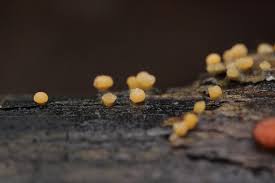 Attēlu rezultāti vaicājumam “Bactridium flavum”