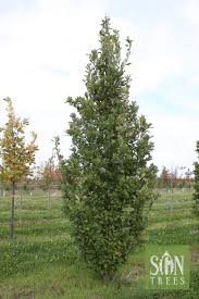 Attēlu rezultāti vaicājumam “Quercus robur”