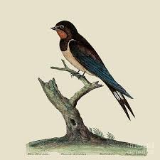 Attēlu rezultāti vaicājumam “Hirundo rustica”
