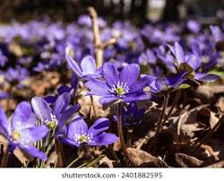 Attēlu rezultāti vaicājumam “Hepatica nobilis bud”
