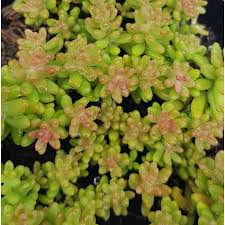 Image result for Sedum album `Coral Carpet`