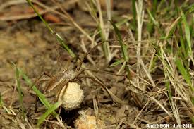 Attēlu rezultāti vaicājumam “Pisaura mirabilis cocoon”
