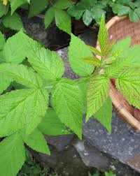 Attēlu rezultāti vaicājumam “Rubus idaeus leaf”