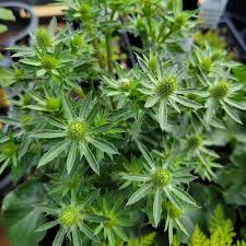 Image result for Eryngium `Blue Hobbit`