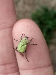 Attēlu rezultāti vaicājumam “Hoplia parvula”