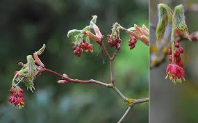 Attēlu rezultāti vaicājumam “Chenopodium acerifolium flower”