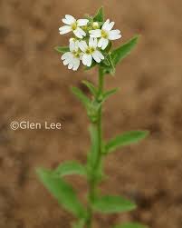 Attēlu rezultāti vaicājumam “Berteroa incana fruit”