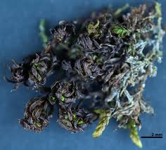 Attēlu rezultāti vaicājumam “Syntrichia latifolia macro”