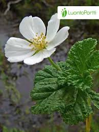 Attēlu rezultāti vaicājumam “Rubus chamaemorus”