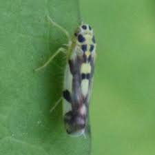 Attēlu rezultāti vaicājumam “Eupteryx vittata”