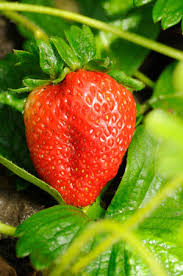 Attēlu rezultāti vaicājumam “Fragaria viridis fruit”