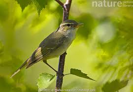 Image result for Phylloscopus borealis
