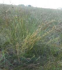 Attēlu rezultāti vaicājumam “Silene borysthenica flower”