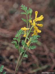 Attēlu rezultāti vaicājumam “Corydalis intermedia leaf”