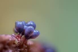 Attēlu rezultāti vaicājumam “Cribraria macrocarpa”