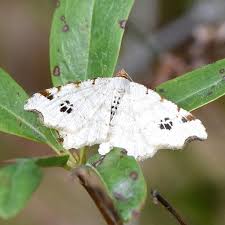 Attēlu rezultāti vaicājumam “Macaria notata”